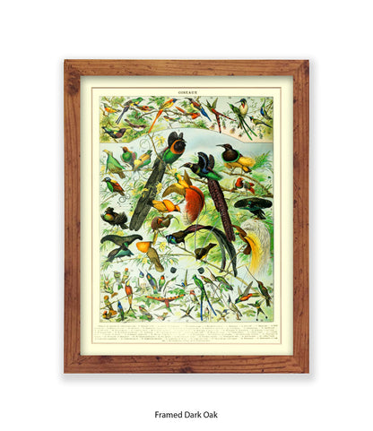 Oiseaux - Birds Art Print