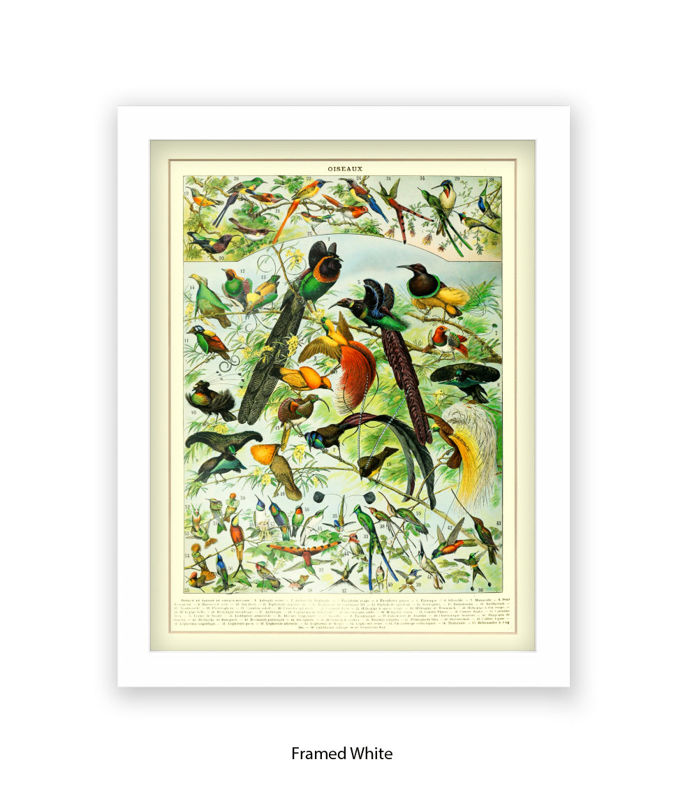Oiseaux - Birds Art Print