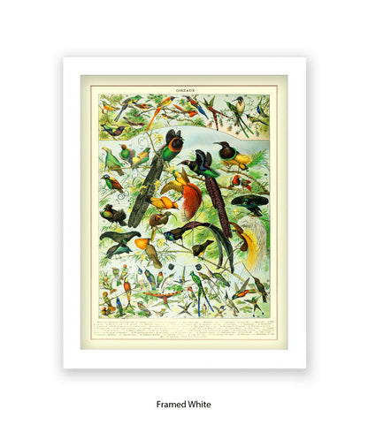 Oiseaux - Birds Art Print