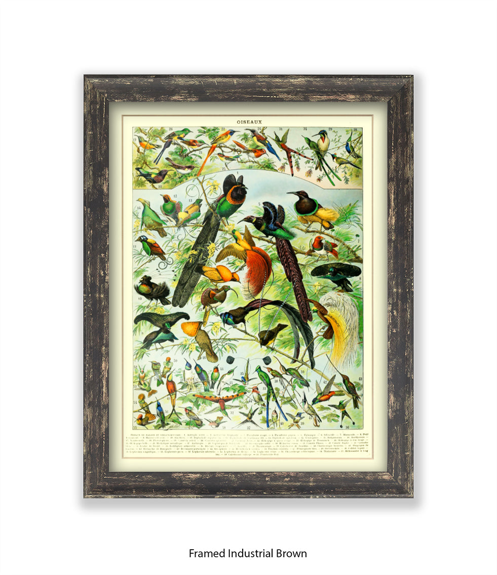 Oiseaux - Birds Art Print