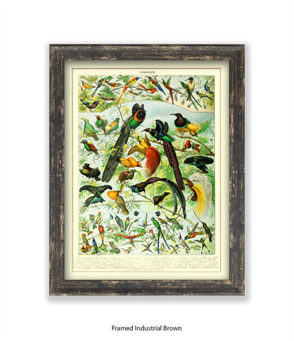 Oiseaux - Birds Art Print
