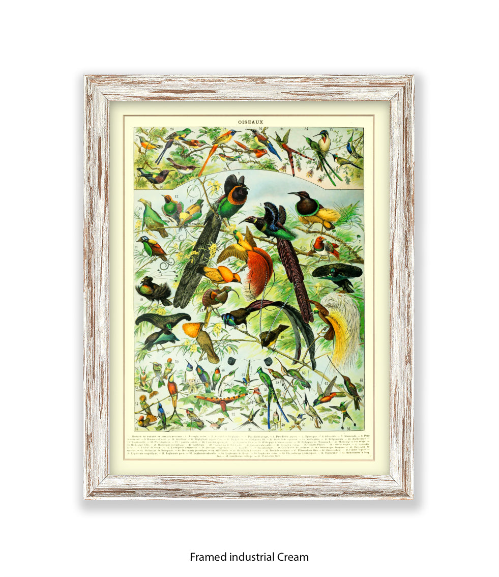 Oiseaux - Birds Art Print