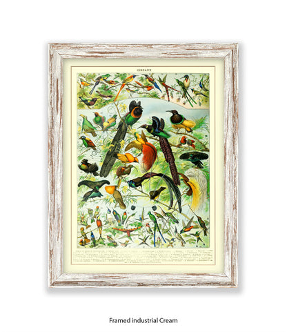 Oiseaux - Birds Art Print