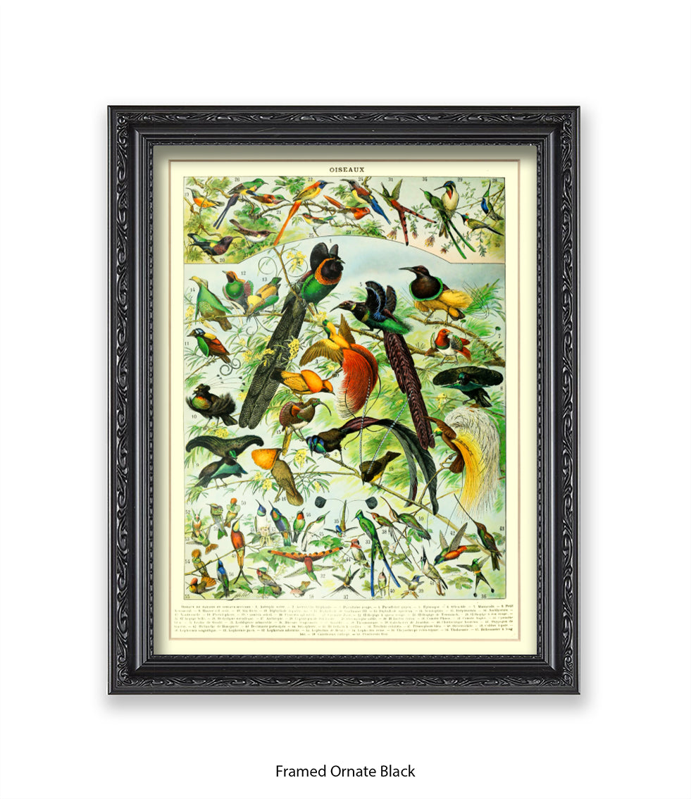 Oiseaux - Birds Art Print