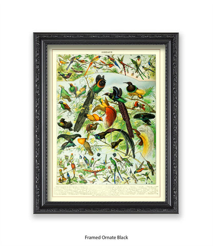 Oiseaux - Birds Art Print