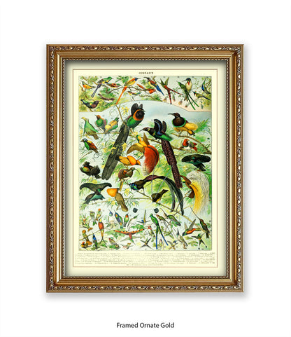 Oiseaux - Birds Art Print