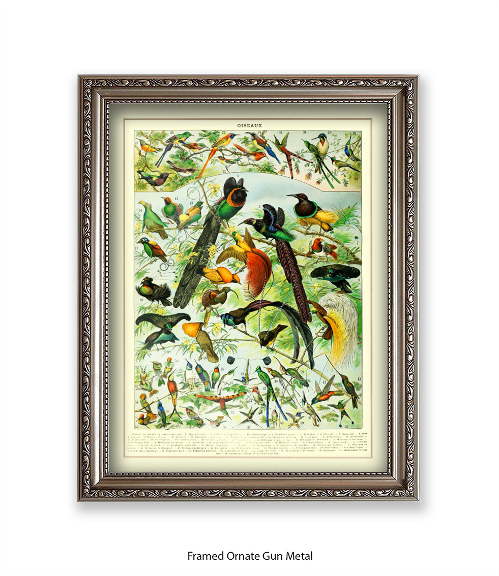 Oiseaux - Birds Art Print