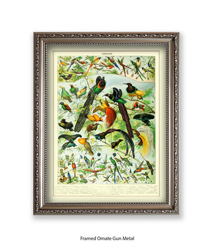 Oiseaux - Birds Art Print