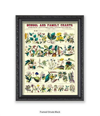 School & Family Charts - Fruits Roots & Plants Art Print