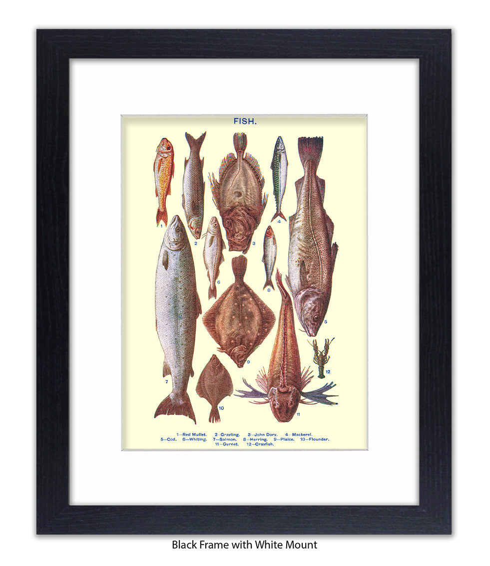 Sea Fish - 1 -12 -  Art Print