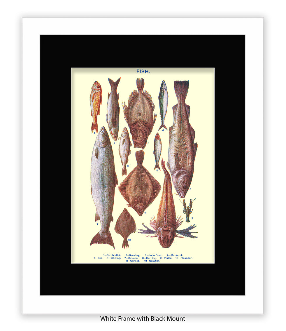 Sea Fish - 1 -12 -  Art Print