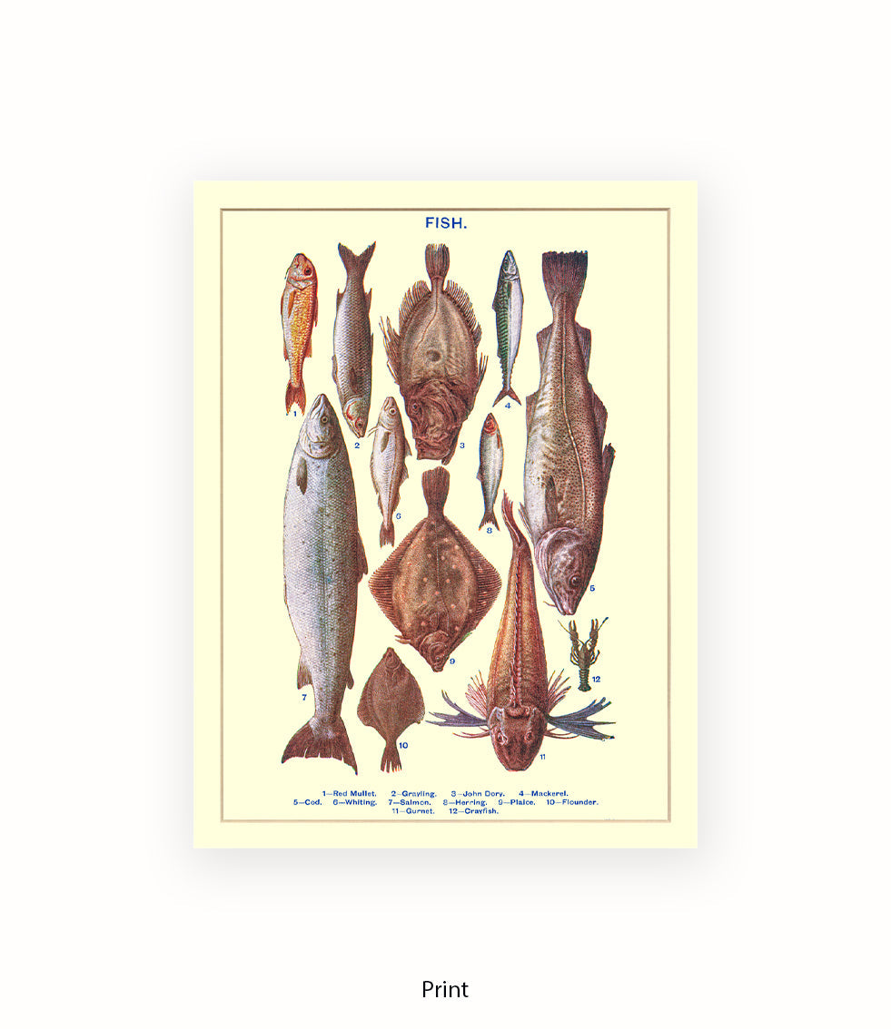 Sea Fish - 1 -12 -  Art Print
