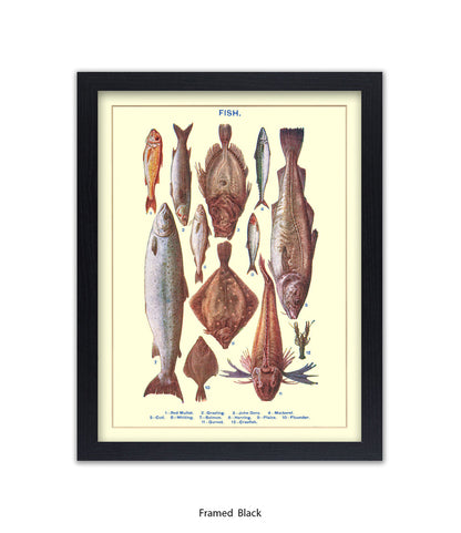 Sea Fish - 1 -12 -  Art Print