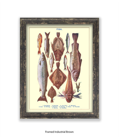 Sea Fish - 1 -12 -  Art Print