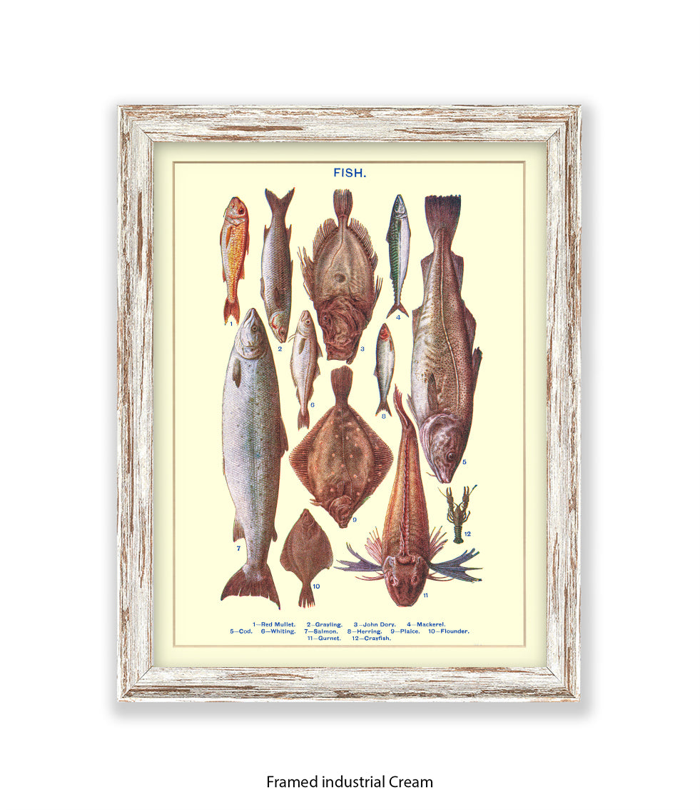 Sea Fish - 1 -12 -  Art Print