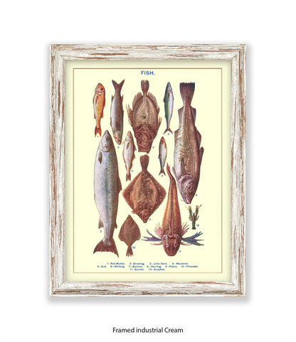 Sea Fish - 1 -12 -  Art Print