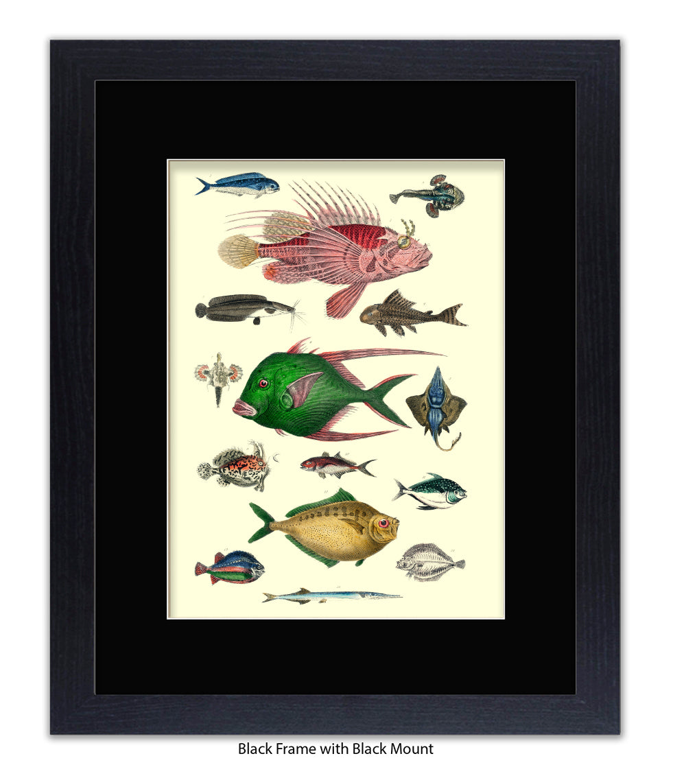 Tropical Fish 1-15 -  Art Print