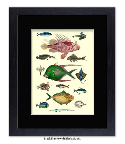 Tropical Fish 1-15 -  Art Print