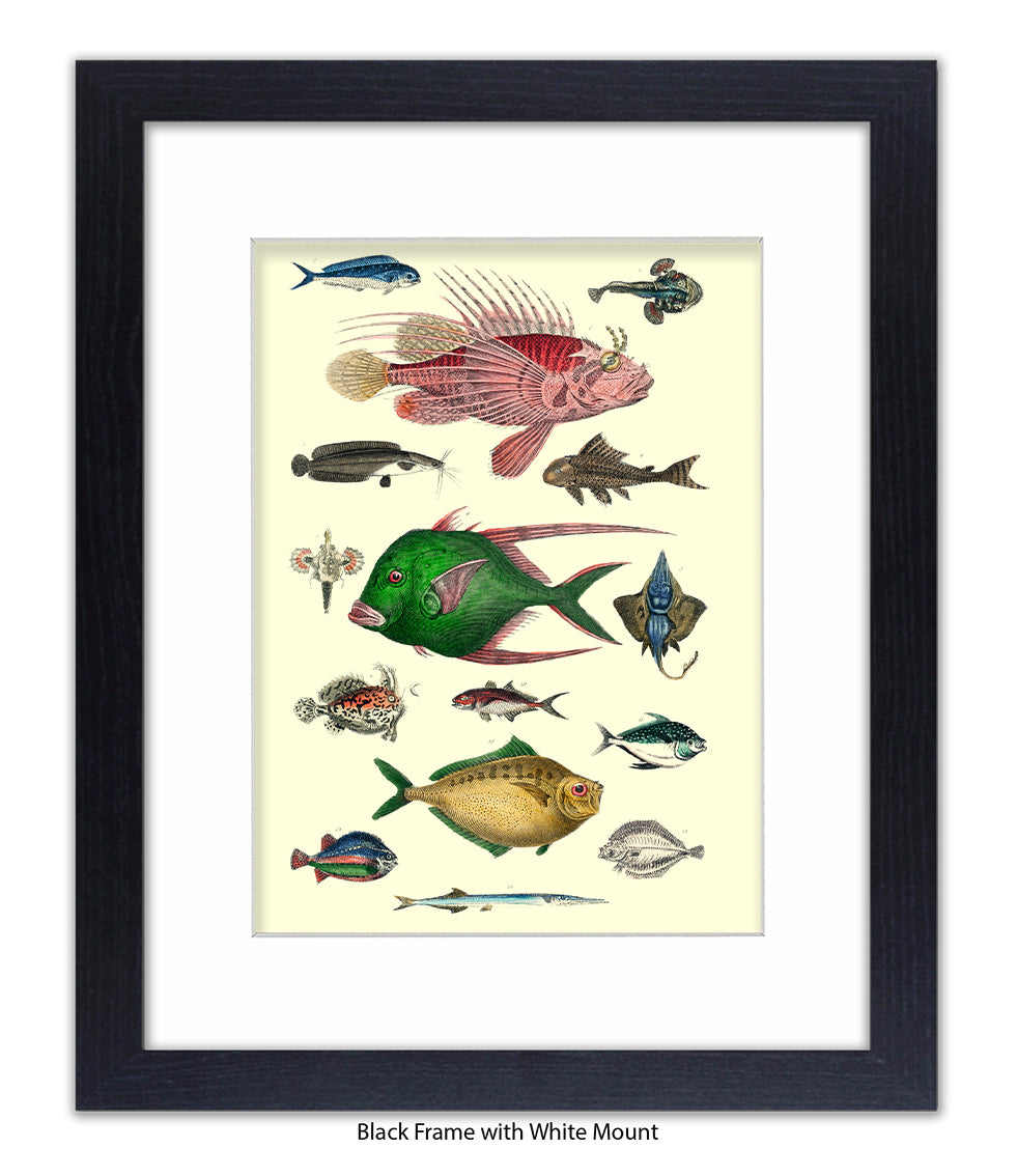 Tropical Fish 1-15 -  Art Print