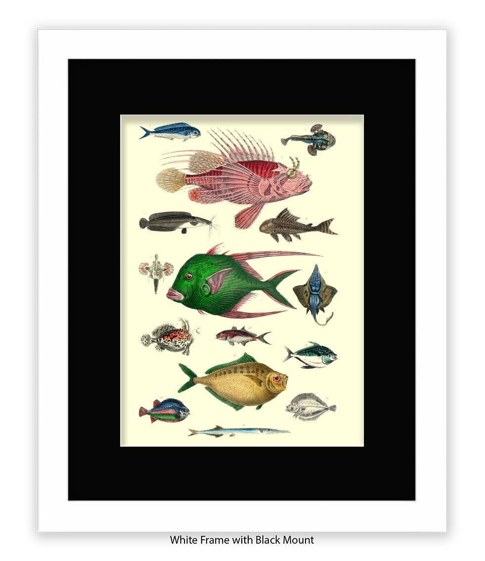 Tropical Fish 1-15 -  Art Print