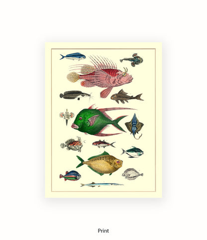 Tropical Fish 1-15 -  Art Print
