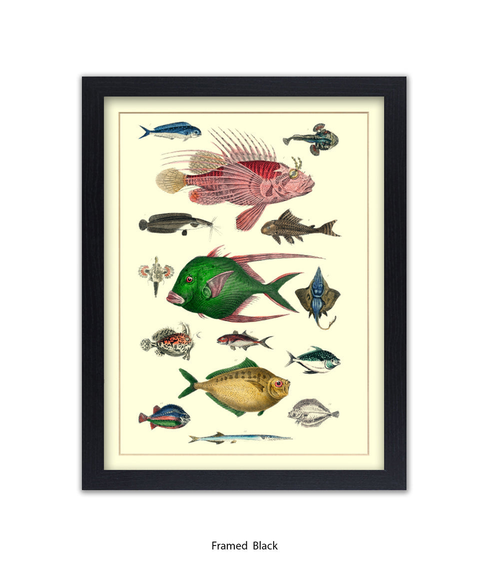 Tropical Fish 1-15 -  Art Print