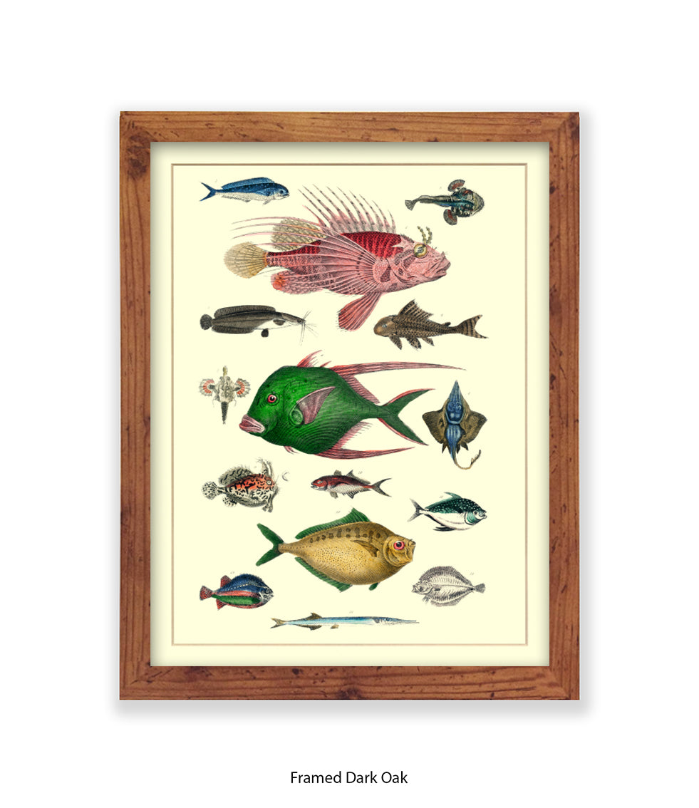 Tropical Fish 1-15 -  Art Print