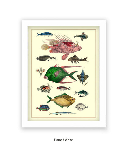 Tropical Fish 1-15 -  Art Print