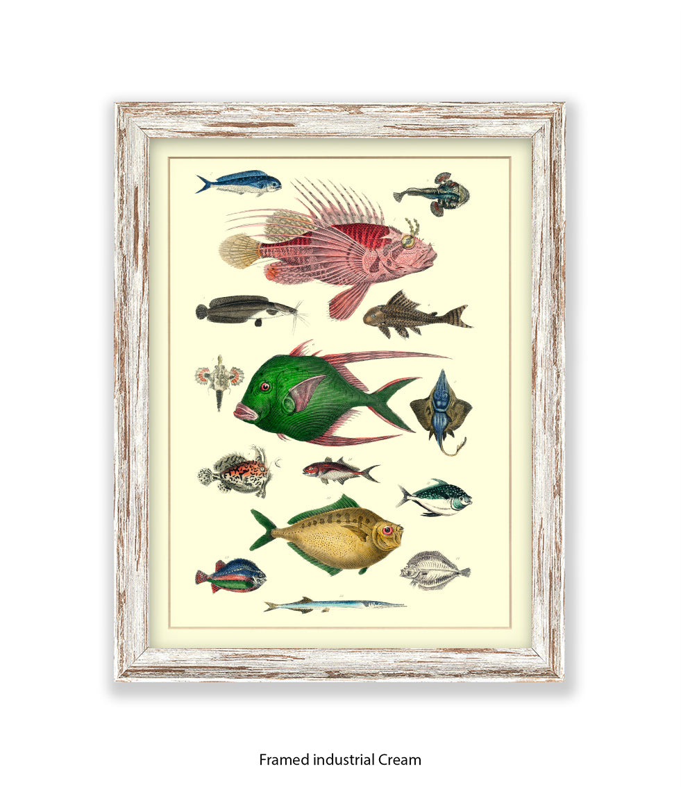 Tropical Fish 1-15 -  Art Print