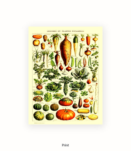 Vegetables - Legumes Et Plants Potageres Art Print
