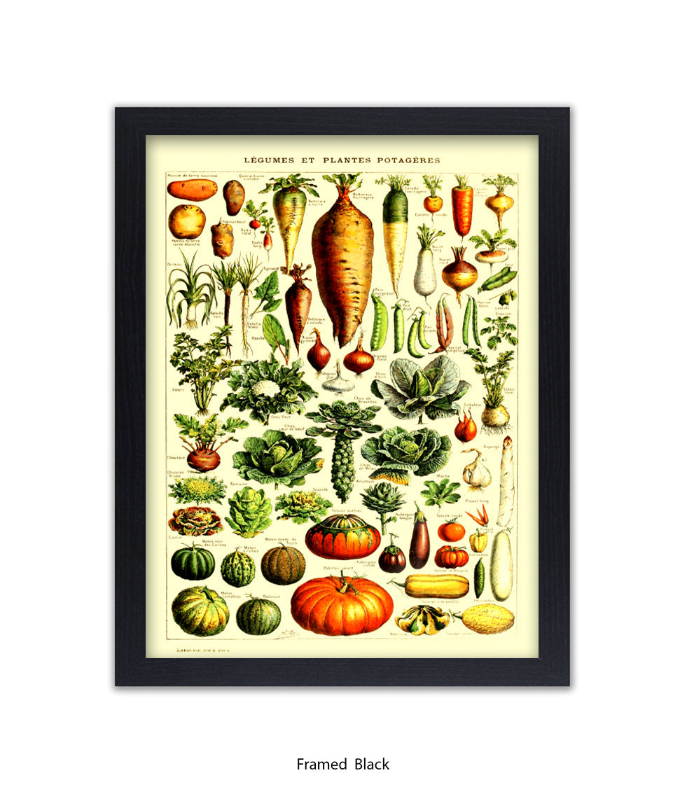 Vegetables - Legumes Et Plants Potageres Art Print
