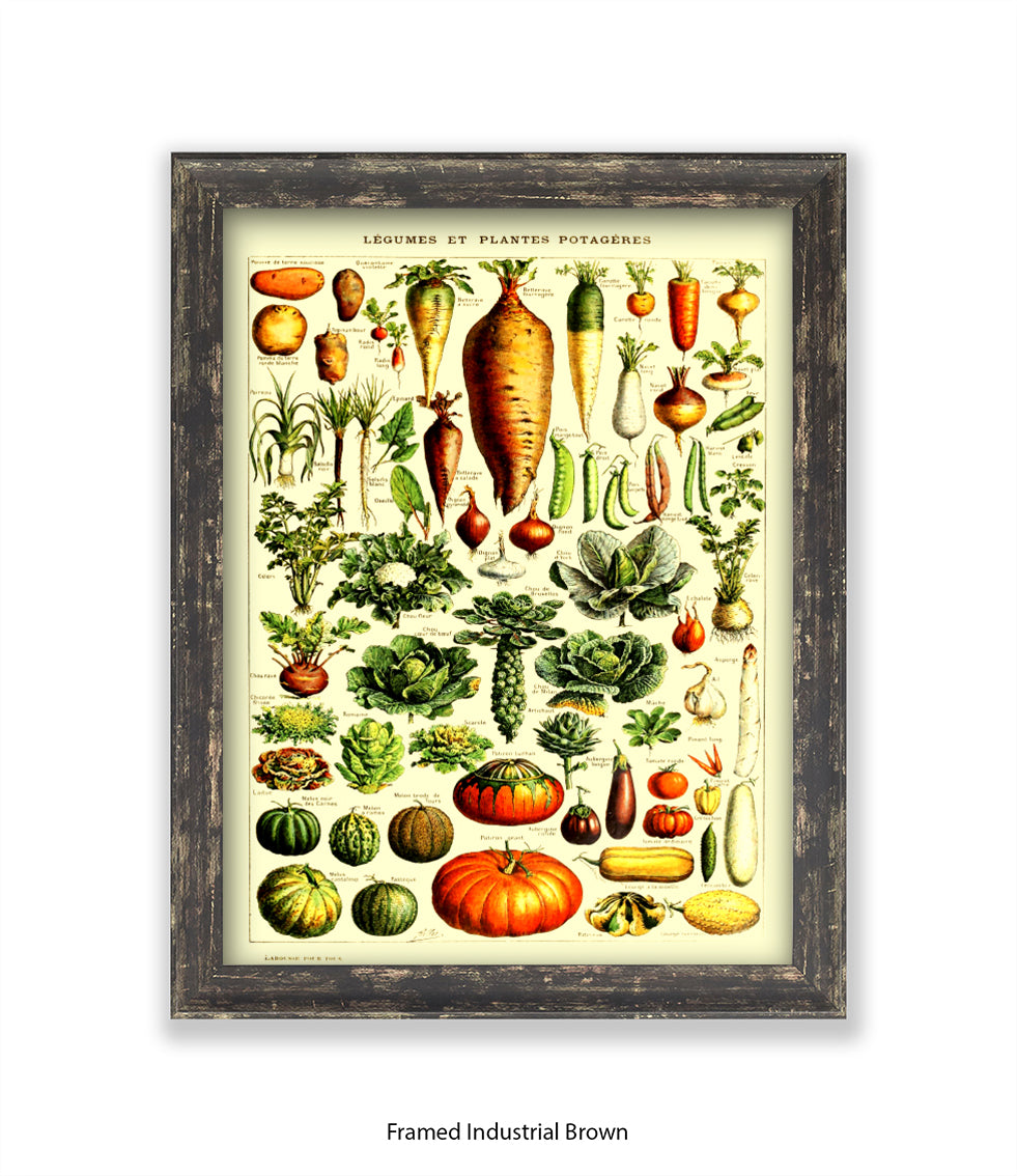 Vegetables - Legumes Et Plants Potageres Art Print