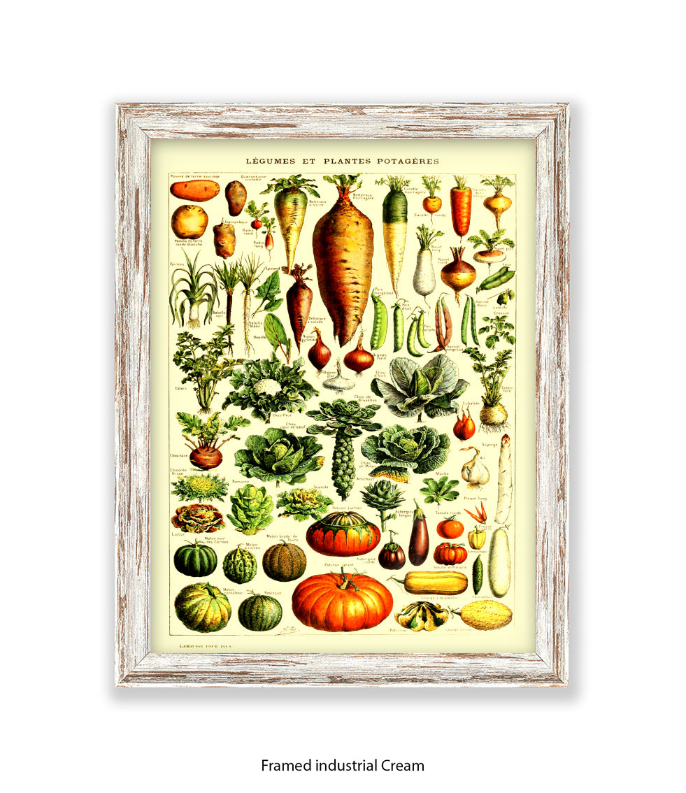 Vegetables - Legumes Et Plants Potageres Art Print