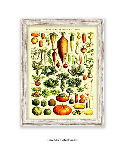 Vegetables - Legumes Et Plants Potageres Art Print