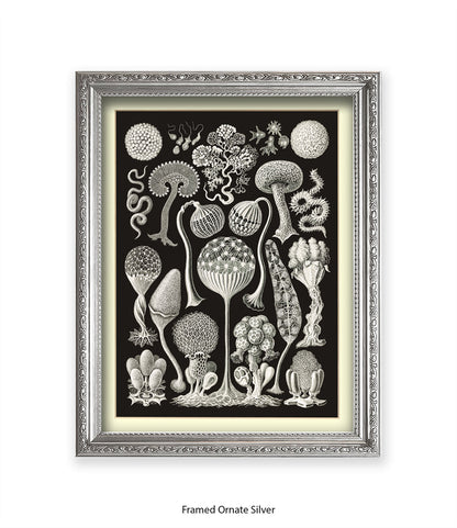 Funghi - Mushrooms Art Print