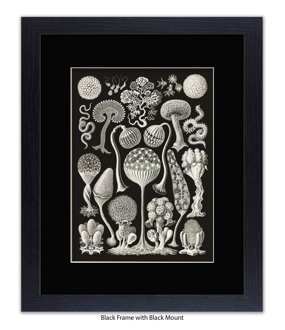 Funghi - Mushrooms Art Print