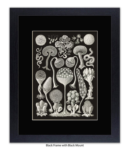 Funghi - Mushrooms Art Print