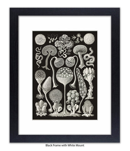 Funghi - Mushrooms Art Print