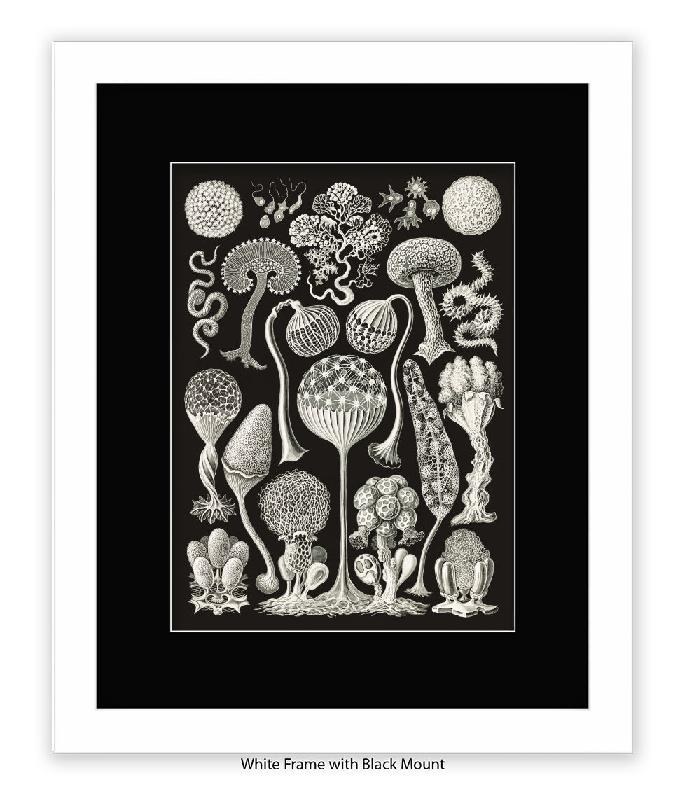 Funghi - Mushrooms Art Print