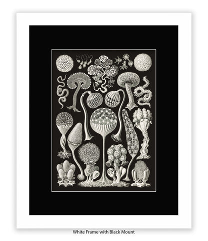 Funghi - Mushrooms Art Print