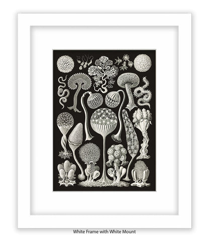 Funghi - Mushrooms Art Print