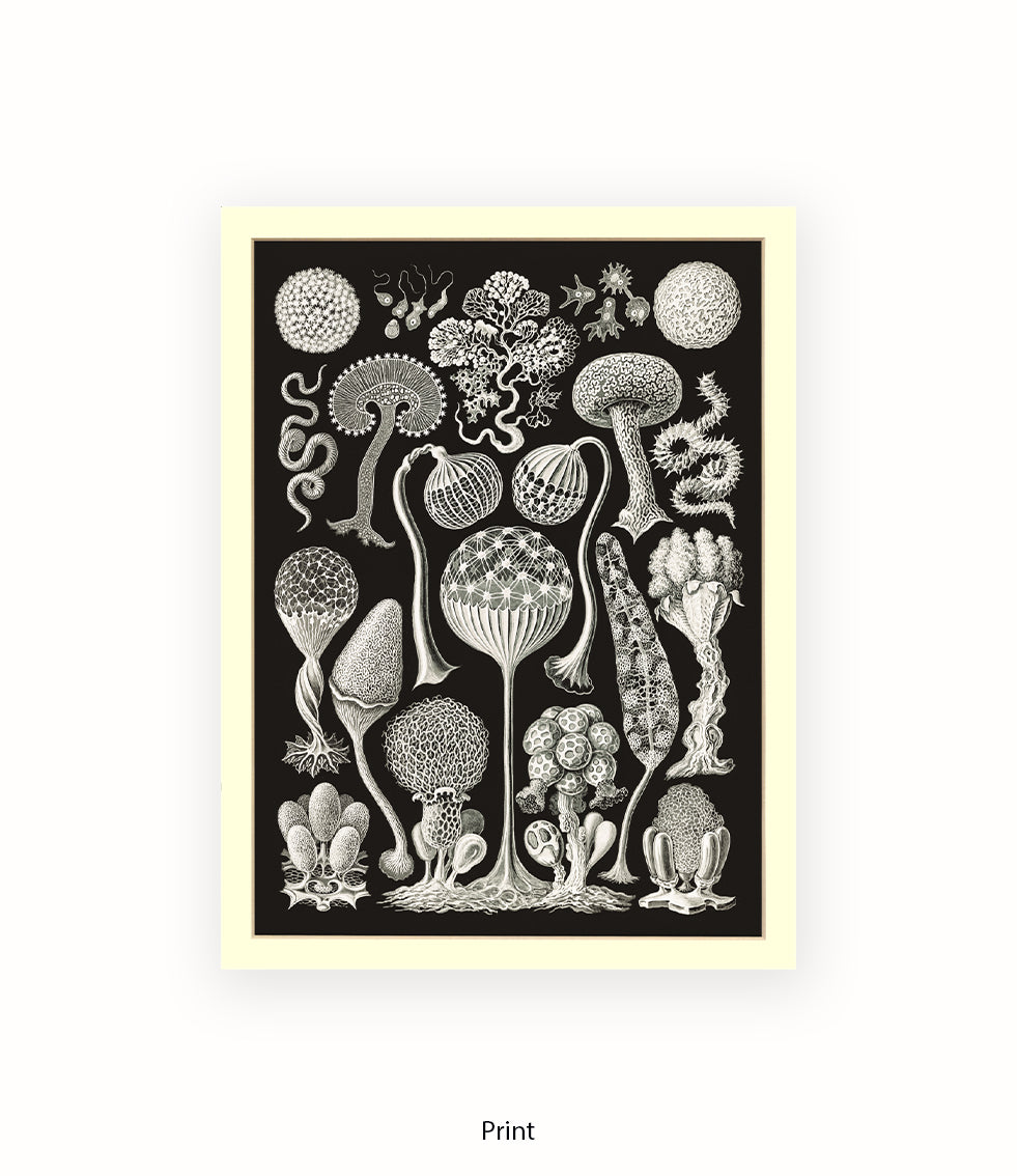 Funghi - Mushrooms Art Print