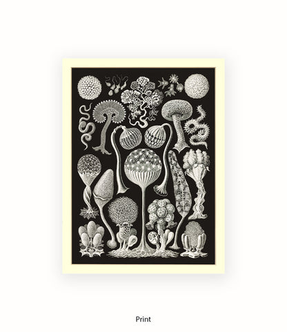 Funghi - Mushrooms Art Print