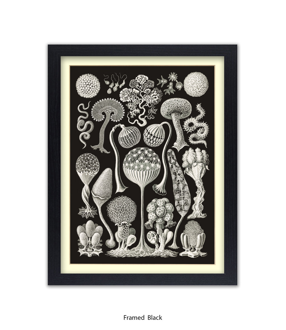 Funghi - Mushrooms Art Print