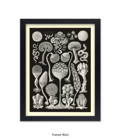 Funghi - Mushrooms Art Print