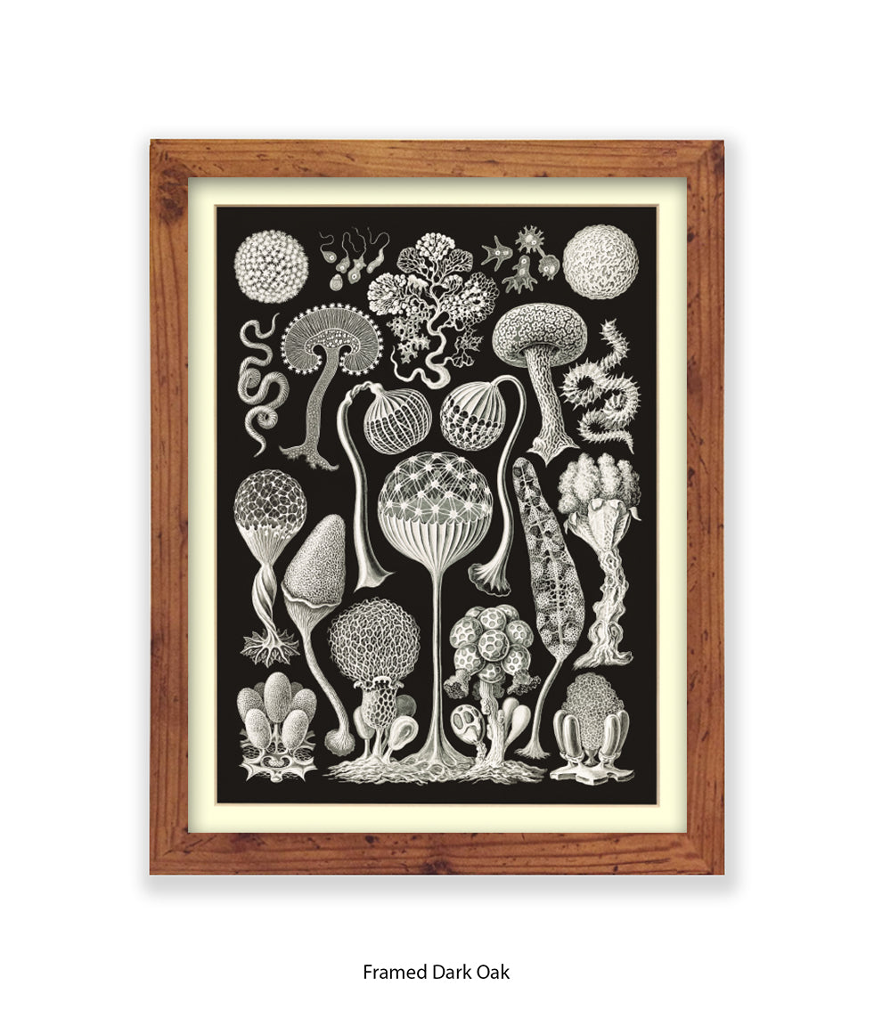 Funghi - Mushrooms Art Print