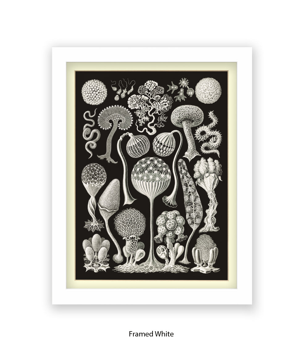 Funghi - Mushrooms Art Print