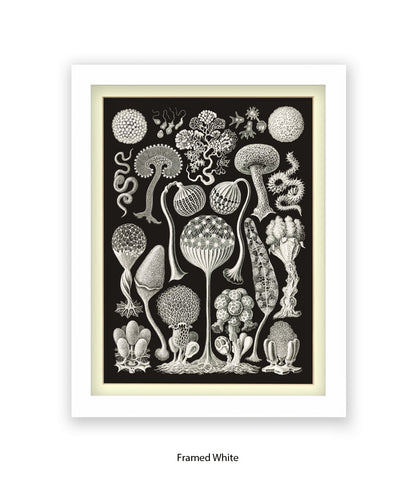 Funghi - Mushrooms Art Print