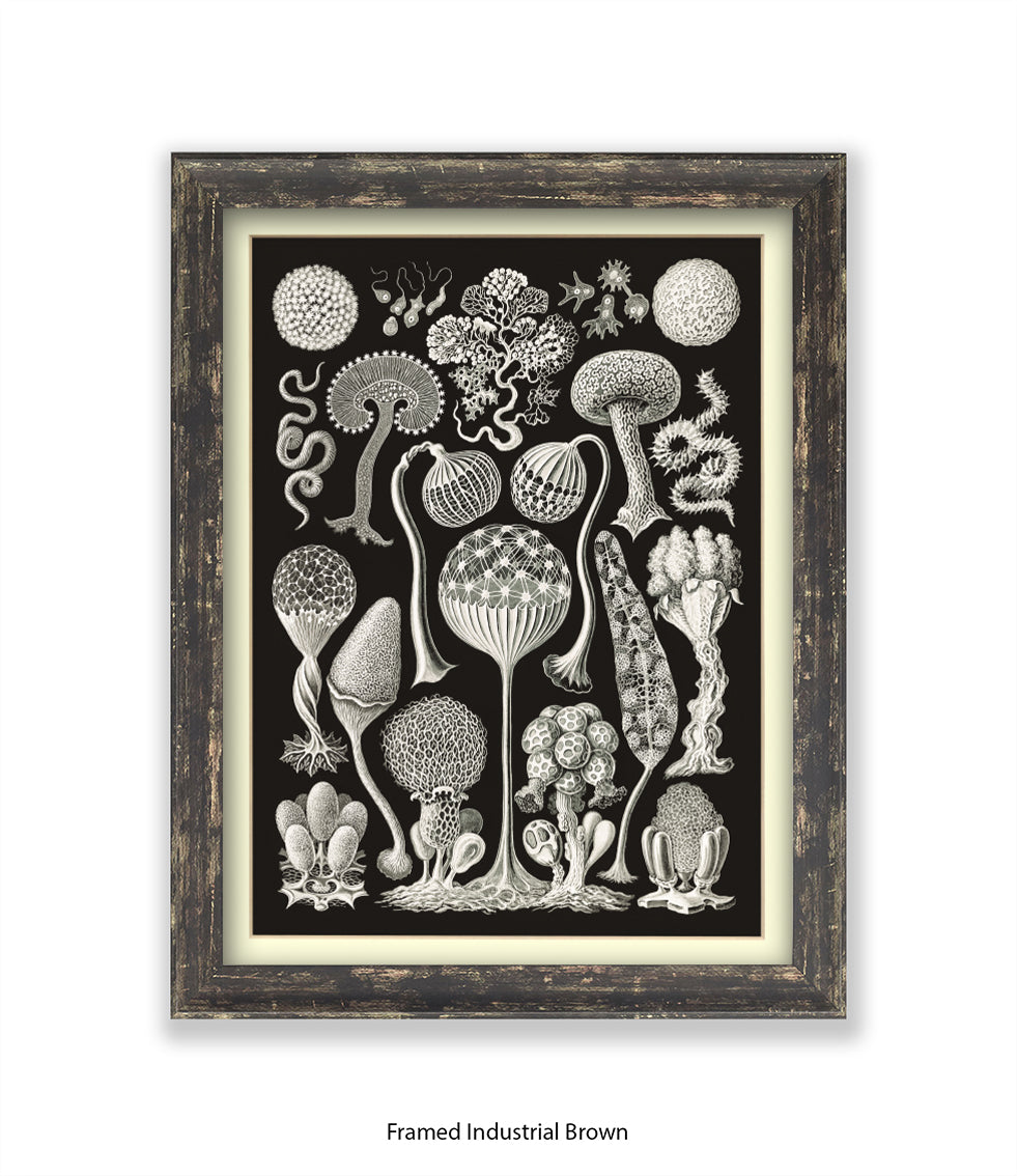 Funghi - Mushrooms Art Print
