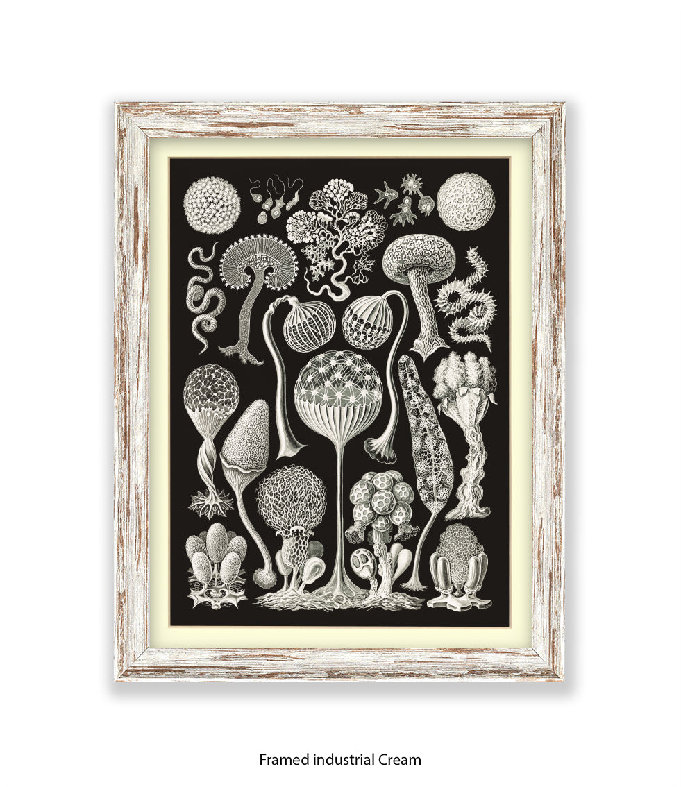 Funghi - Mushrooms Art Print
